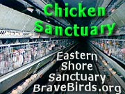 Chicken Sanctuary - Eastern Shore Sanctuary & Education Center